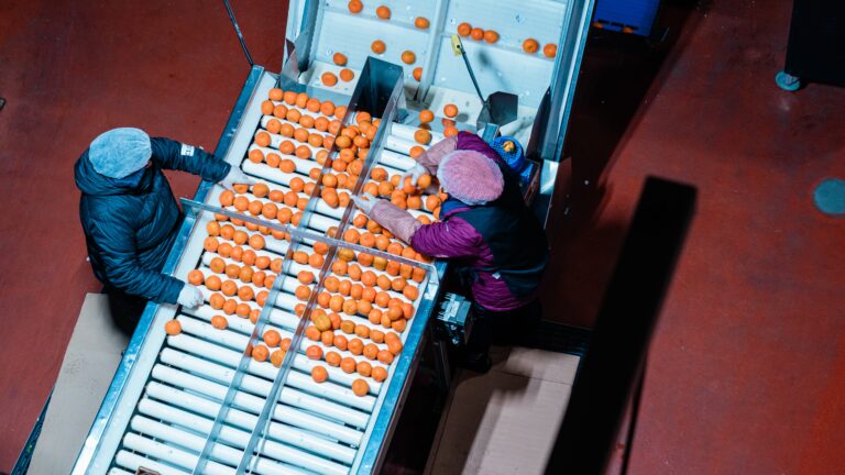 workers reviewing oranges on conveyor belt