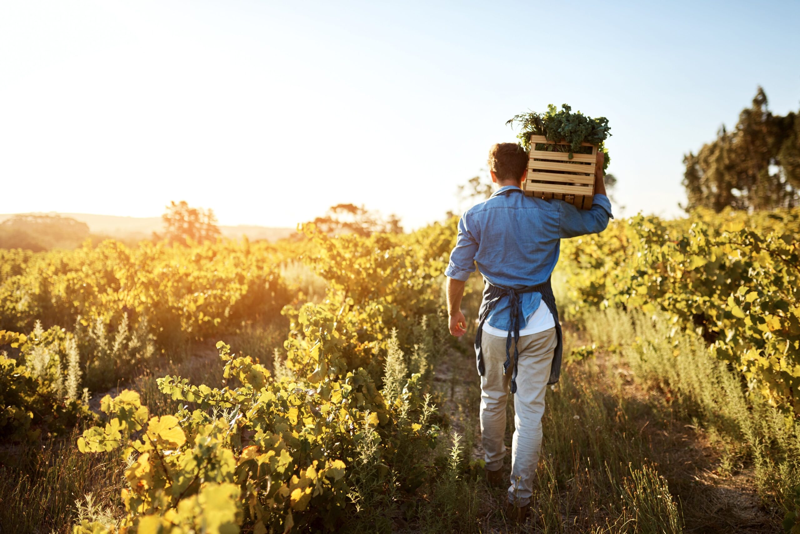 Man carrying basket of produce in farm